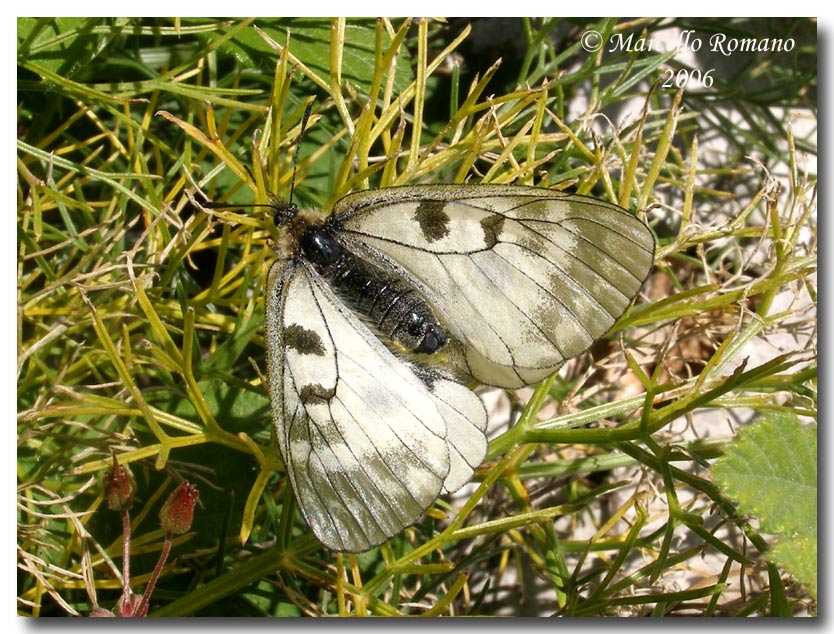 La Parnassius mnemosyne in Sicilia (Lep., Papilionidae)